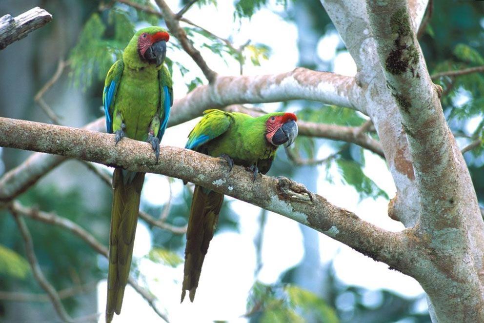 The Secret Eco Lodge Tortuguero Exterior foto