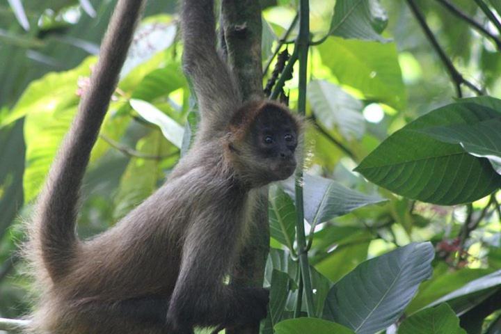 The Secret Eco Lodge Tortuguero Exterior foto