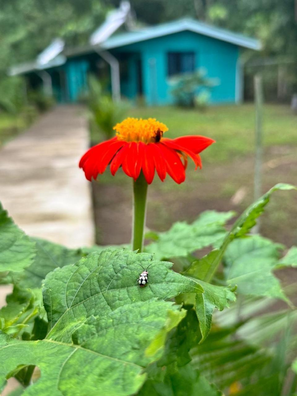 The Secret Eco Lodge Tortuguero Exterior foto